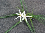 sand lily, star lily, mountain lily (Leucocrinum montanum)